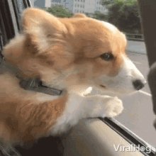 Dog Riding In ACar Windy GIF