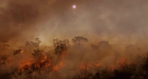 Forestfire From Http://headlikeanorange.tumblr.com/ GIF