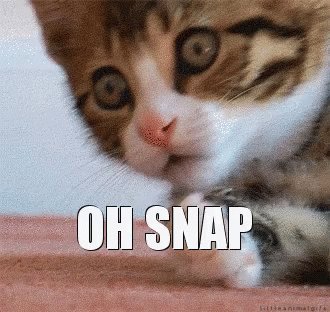 Cat Oh GIF