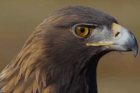 eagle GIF