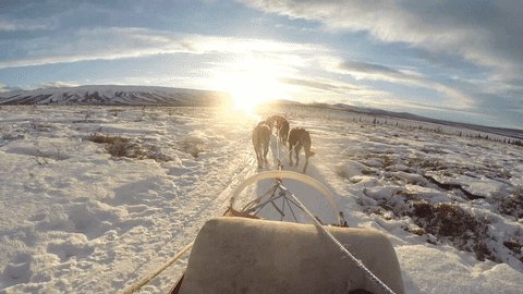nasa goddard dog GIF by NASA's Goddard Space Flight Center