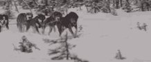 Snow Dogs Coming GIF