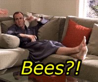 bees GIF