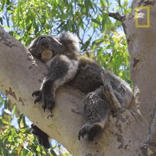 Sleeping Koalas101 GIF