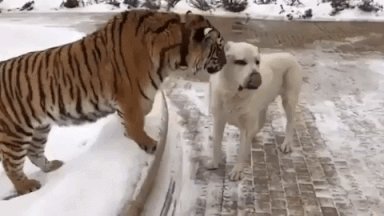 dog love GIF