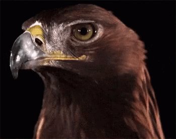 Seductive Bird GIF