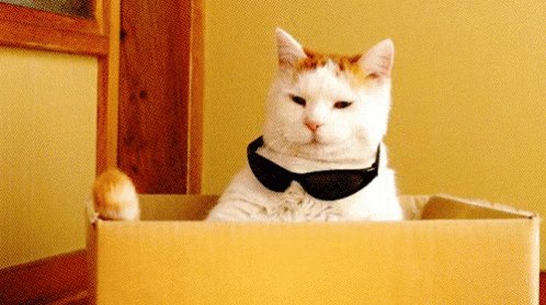 Gato Gafas GIF