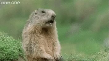 Hey Squirrel GIF