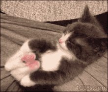 Cat Sleeping GIF