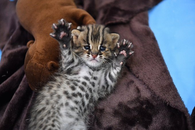 Liste Des Tweets高菜ごはん A Donne Le Hash ズーラシア 1 Whotwi Analyse Graphique Twitter