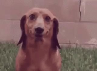 Dog Smile GIF