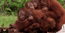 Orangutan Family GIF