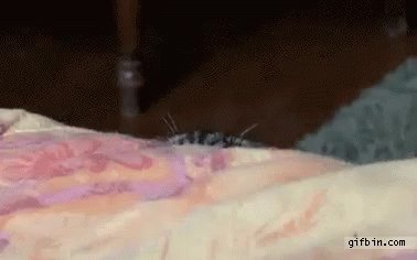 Cat Spy GIF