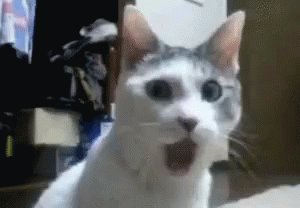 Omg Gasp GIF