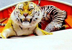 mad life of pi GIF