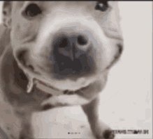Dog Cute Puppy GIF