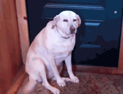 Sad Dog GIF