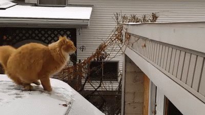 Cat Jump GIF