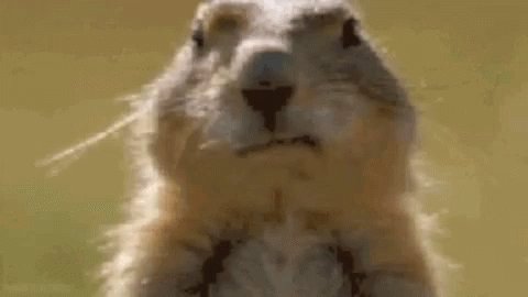 Funny Animals Bubble GIF