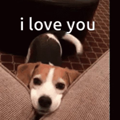 Puppy Love ILove You GIF