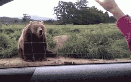 Hola Bear GIF