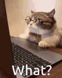 What Cat GIF