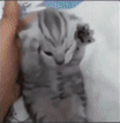 Crying Cat GIFs