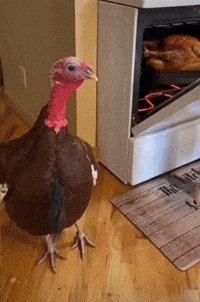 Rating dicks on a scale of 1-10 turkeys. Ask for the Thanksgiving rating special by name! https://t.co/1gq4mTpDgp<a href="/tag/realloyalfans"class="tags"><span>#realloyalfans</span></a>