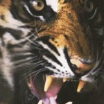 Photo by Tilden Tigers (@TildenBaseball)