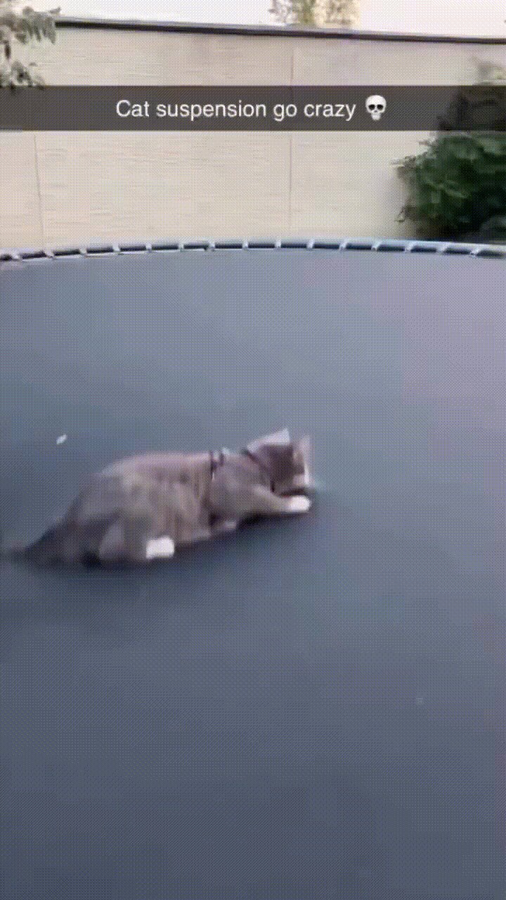 cat trampoline suspension (📸: @ShouldHaveCat) https://t.co/DxLwftrNzv
