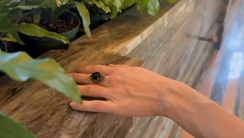 Follow along into the conservatory, My dear&hellip; https://t.co/zFvDfC70H1