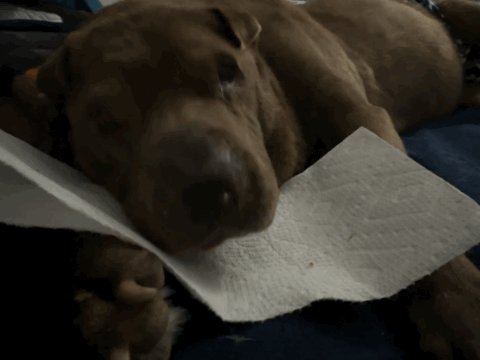 Grizzys wishes for her last days are for everyone to buy her chicken nuggets and pup cups! https://t<a href="/tag/mvsales"class="tags"><span>#mvsales</span></a>