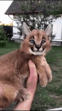 Floppa Big Floppa GIF - Floppa Big Floppa Caracal - Discover