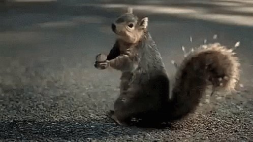 Squirrel War GIF