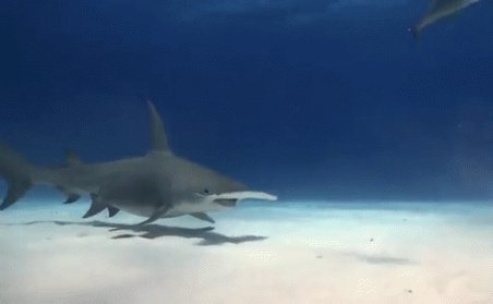 Hammerhead Shark GIF