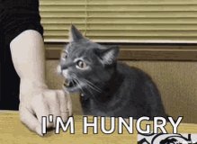 Cat Hungry GIF