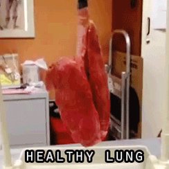 respiratory system anatomy GIF