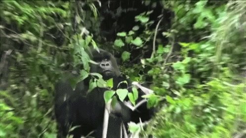 Gorilla Im Watching You GIF