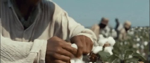 Cotton Picking GIF