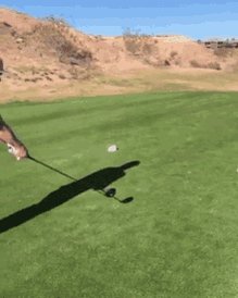 Golf Golfing GIF