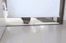 Owl Late GIF