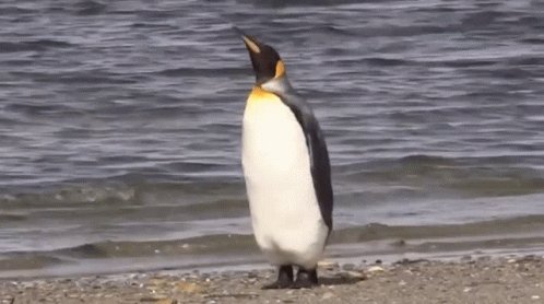 Penguin Walk Away GIF