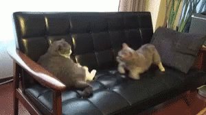 Cats Fight GIF
