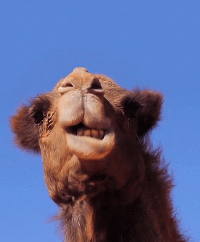 Hi GIF