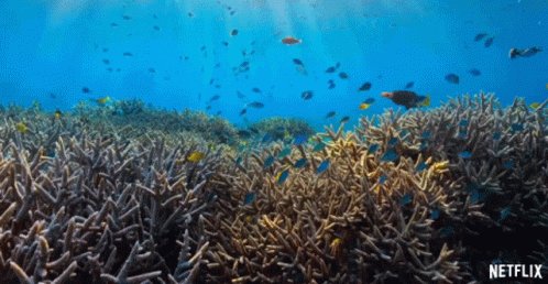 Fish Coral Reef GIF