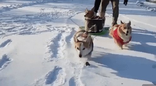 Sledding Snow Party GIF