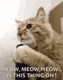 Meow Mic GIF