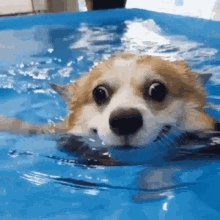 Happy Dog GIF