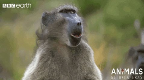Cabin Fever Reaction GIF by...