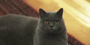 Cat Glare GIF